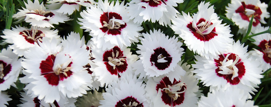 Whetman Pinks Dianthus