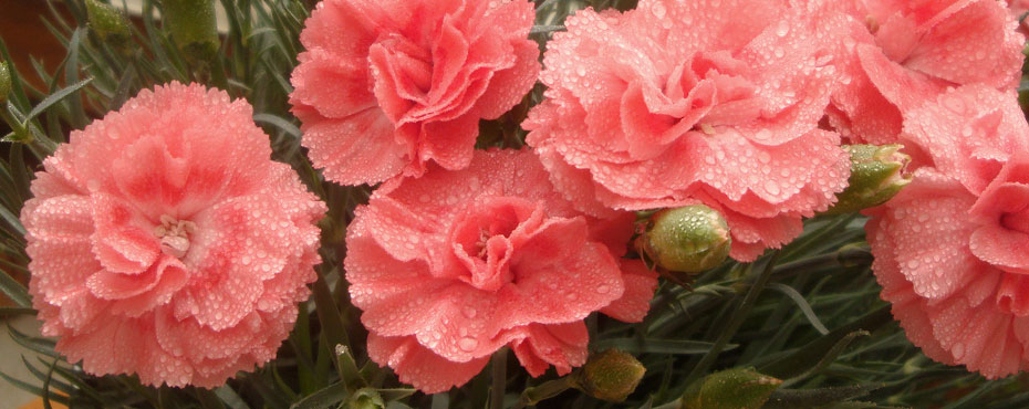 Whetman Pinks Dianthus