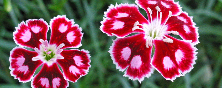 Whetman Pinks Dianthus