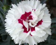 Whetman Pinks Devon Cottage Dianthus Bright Eyes