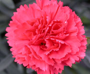 Whetman Pinks Early Bird Dianthus Chili