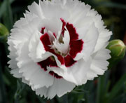 Whetman Pinks Scent First Pot Dianthus Coconut Surprise