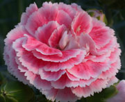 Whetman Pinks Scent First Pot Dianthus Coral Reef