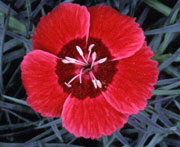 Whetman Pinks Star Single Dianthus Eastern Star