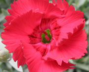 Whetman Pinks Star Single Dianthus Fire Star