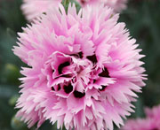  Early Bird Dianthus Fizzy