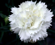 Whetman Pinks Early Bird Dianthus Frosty