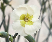  American Pie Dianthus Key Lime Pie