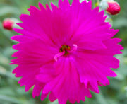 Whetman Pinks Star Single Dianthus Neon Star