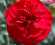 Whetman Pinks Scent First Tall Dianthus Passion