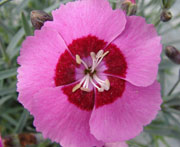 Whetman Pinks Star Single Dianthus Peppermint Star