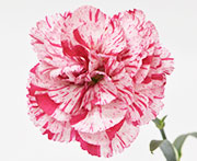 Whetman Pinks Devon Cottage Dianthus Pinball Wizard