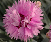 Whetman Pinks Star Double Dianthus Pop Star