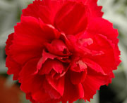 Whetman Pinks Early Bird Dianthus Radiance