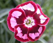 Whetman Pinks Promotional Dianthus Raspberry Swirl