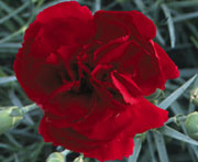 Whetman Pinks Devon Cottage Dianthus Ruby's Tuesday