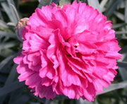 Whetman Pinks Early Bird Dianthus Sherbet