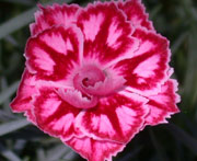 Whetman Pinks Promotional Dianthus Starburst