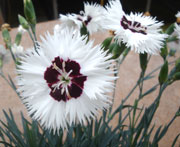 Whetman Pinks Star Single Dianthus Stargazer