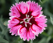 Whetman Pinks Star Single Dianthus Superstar