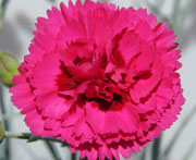 Whetman Pinks Devon Cottage Dianthus Waterloo Sunset