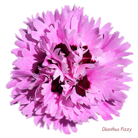 Whetman Pinks Dianthus Early Bird Fizzy