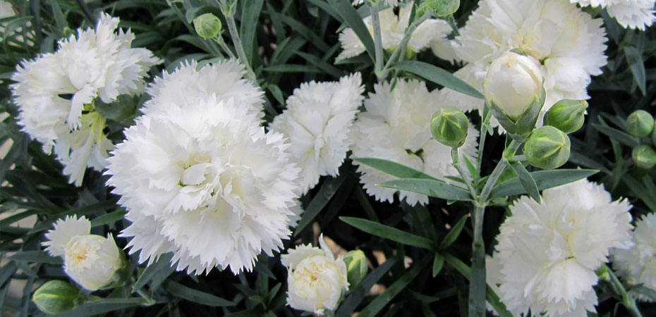 Whetman Pinks Early Bird series Dianthus Frosty